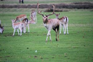 A view of a Fallow Deer in the countryside photo