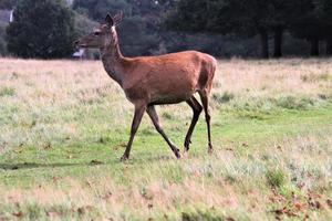 A close up of a Red Deer in the Countryside photo