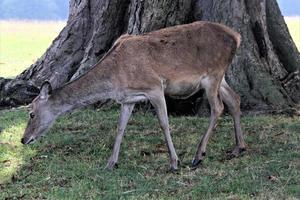 A close up of a Red Deer in the Countryside photo