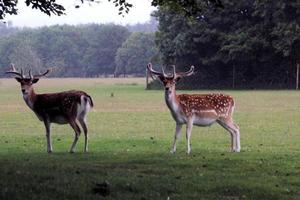 A close up of some Fallow Deer in the countryside photo