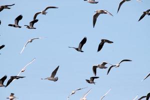 una vista de las aves en la isla de hilbre en el wirral foto