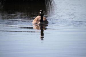 A close up of a Canada Goose photo