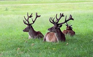 A close up of a Red Deer in the wild photo