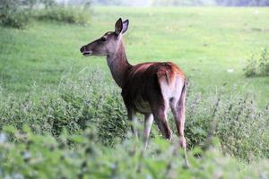 A close up of a Red Deer in the wild photo