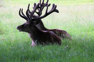 A close up of a Red Deer in the wild photo