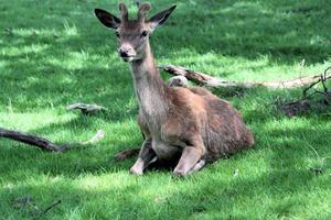 A view of a Red Deer in the countryside photo