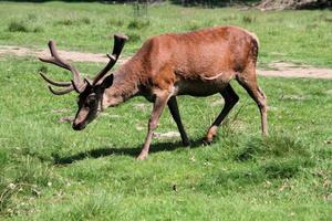 A view of a Red Deer in the countryside photo