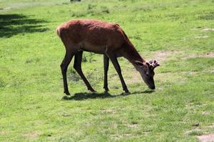 A view of a Red Deer in the countryside photo