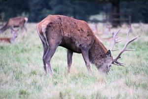 A view of a Red Deer in the countryside photo