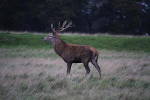 A close up of a Red Deer in the Countryside photo