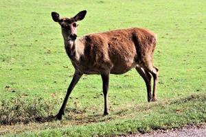 A close up of a Red Deer in the Countryside photo