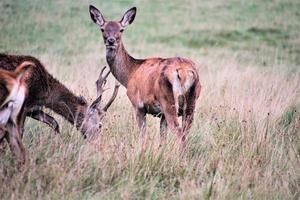 A close up of a Red Deer in the Countryside photo