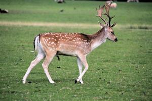 A close up of a Fallow Deer in the Countryside photo