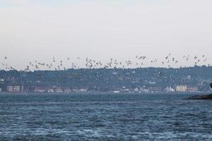 A view of Birds on Hilbre Island on the Wirral photo