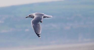 A close up of a Seagull photo