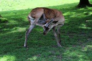 A view of a Red Deer in the countryside photo