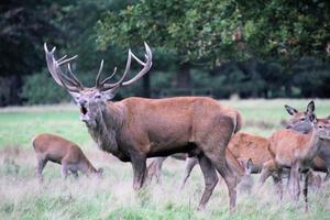 A close up of a Red Deer in the Countryside photo