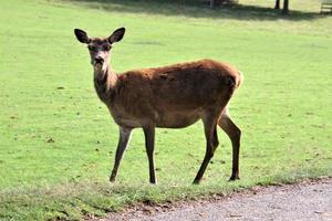 A close up of a Red Deer in the Countryside photo