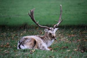 A close up of a Fallow Deer in the Countryside photo