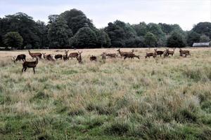 A close up of a Red Deer in the Countryside photo