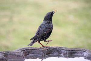 A close up of a Starling photo