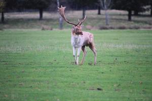 A view of a Fallow Deer in the countryside photo