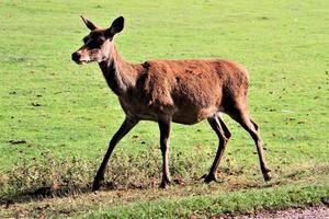 A close up of a Red Deer in the Countryside photo