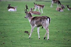 A close up of a Fallow Deer in the Countryside photo