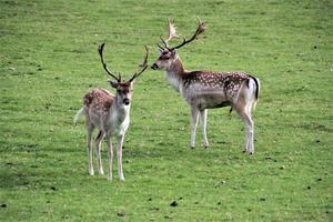 A close up of a Fallow Deer in the Countryside photo