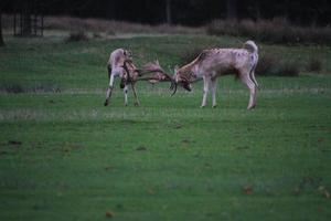 A view of some Deer Rutting photo