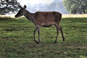 A close up of a Red Deer in the Countryside photo