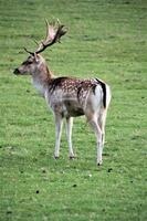 A close up of a Fallow Deer in the Countryside photo