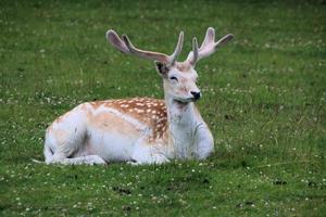 A close up of some Fallow Deer in the countryside photo