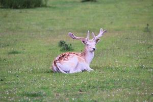 A close up of some Fallow Deer in the countryside photo