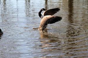 A close up of a Canada Goose photo