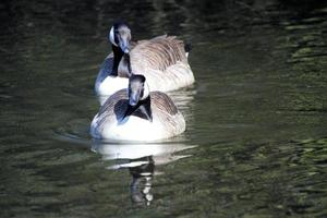 A close up of a Canada Goose photo