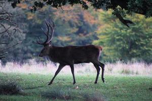 A view of a Red Deer in the countryside photo