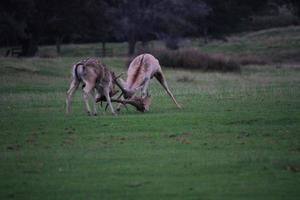 A view of some Deer Rutting photo