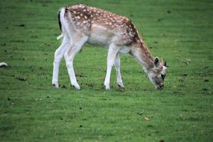 A close up of a Fallow Deer in the Countryside photo