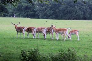 A close up of some Fallow Deer in the countryside photo