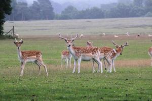 A close up of some Fallow Deer in the countryside photo