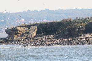 A view of Birds on Hilbre Island on the Wirral photo
