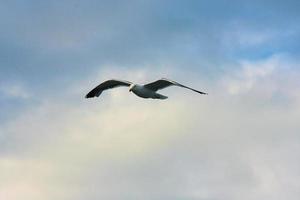 A close up of a Seagull photo