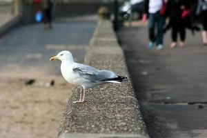 A close up of a Seagull photo