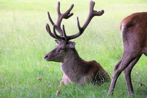 A close up of a Red Deer photo