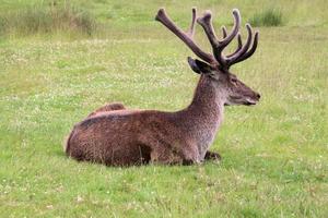 A close up of a Red Deer photo