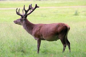A close up of a Red Deer photo