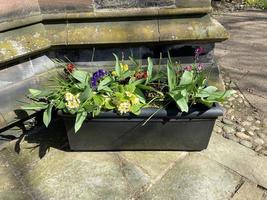 Flowers in a tub photo