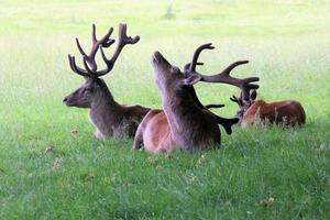 A close up of a Red Deer in the wild photo