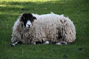 A close up of a Sheep in a field photo